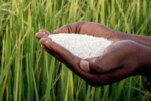 Rice